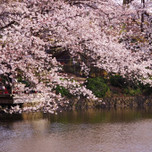 神奈川県内にある桜の名所！何度でも行きたくなるスポット12選