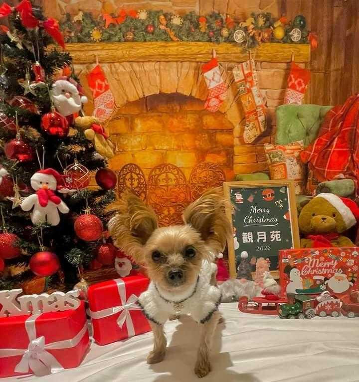 専用の客室を予約すれば、10㎏以下の小型犬2匹まで同伴OK。十勝川沿いの開放的な風景の中で、愛犬と一緒にのびのびと寛げる / 1