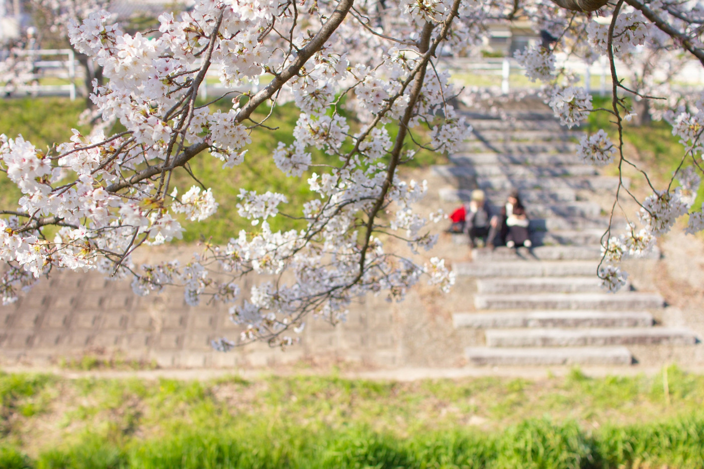 お花見