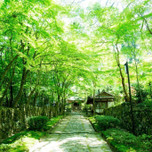 【京都】女子旅で見たい初夏だけの絶景。青もみじが美しい社寺10選