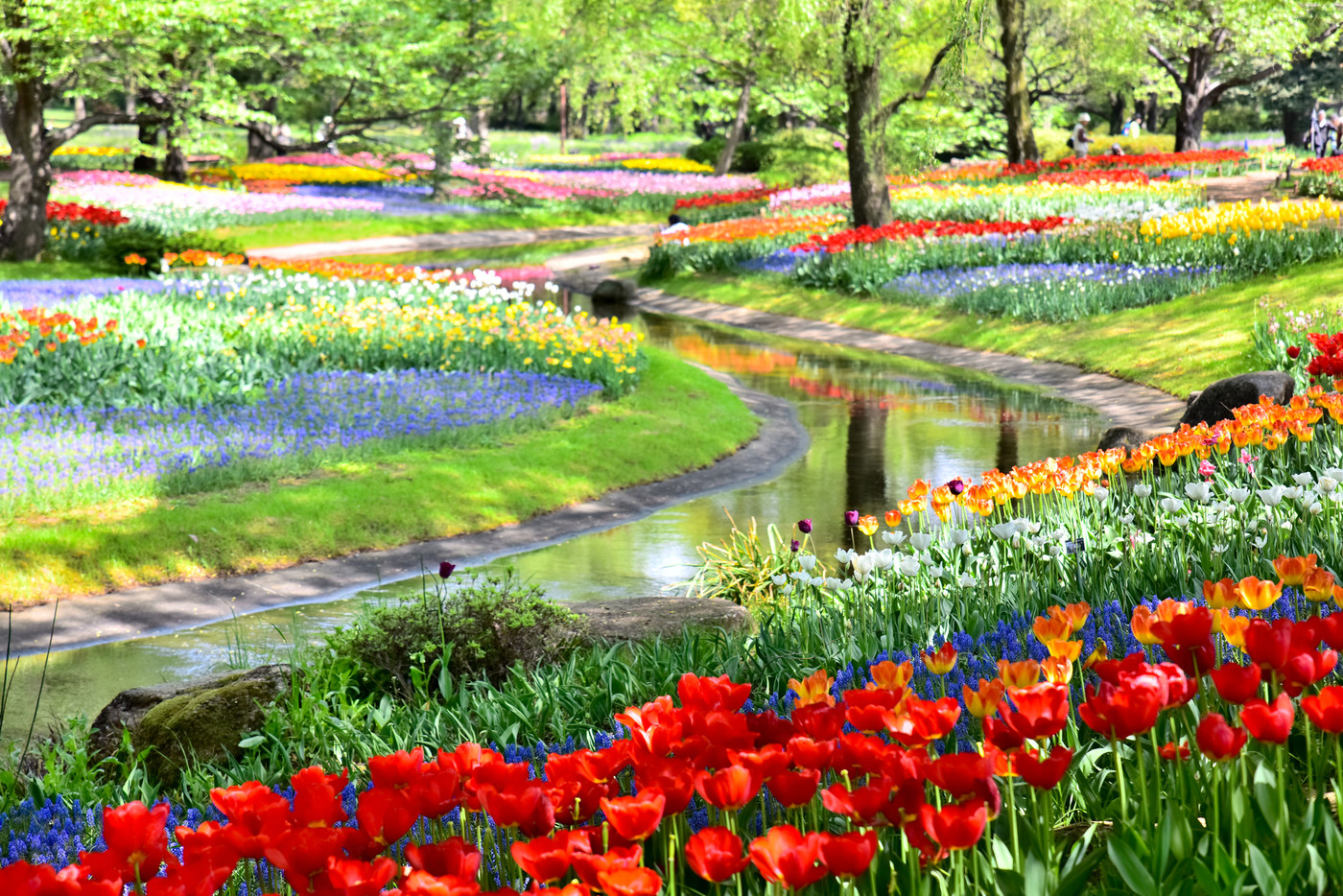 国営昭和記念公園のチューリップ