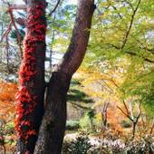 草津温泉 湯籠りの里 緑風亭（群馬県 旅館） / 5
