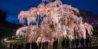 【福島県】デートにおすすめの絶景9選 | “パワースポット桜”に静寂の湖も！