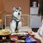愛犬と一緒∪・ω・∪【スタンダード会席】火山が育てた地産食材を味わう<★スタンダード/部屋食> | ゆとりろ洞爺湖