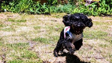 施設の敷地 / 15