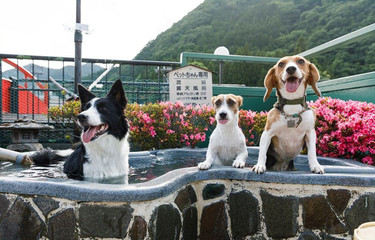 Enjoy your pet trip in Nikko ♪ 13 recommended hotels and ryokan