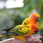 美しい鳥と触れ合い放題！静岡「掛川花鳥園」で鳥と花を愛でよう！
