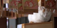 猫好きなら一度はお参りしたい！福井の猫寺「御誕生寺（ごたんじょうじ）」