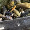 ホテルの人に人面魚がいると言われたがどれがそうなのかわからな