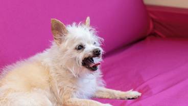 ペット同伴可 / 25