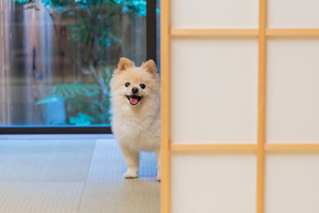 Your dog will be in a good mood ♪ Introducing an inn in Kansai that is perfect for refreshing 3099755