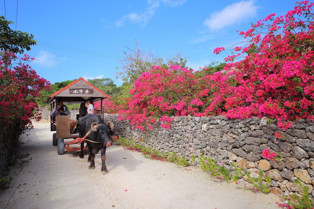 竹富島で何もしない贅沢な時を過ごしませんか♪3431562