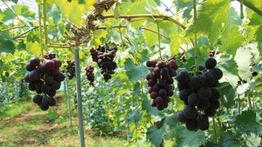 道の駅 神戸フルーツ・フラワーパーク大沢 フルーツ狩り / 9