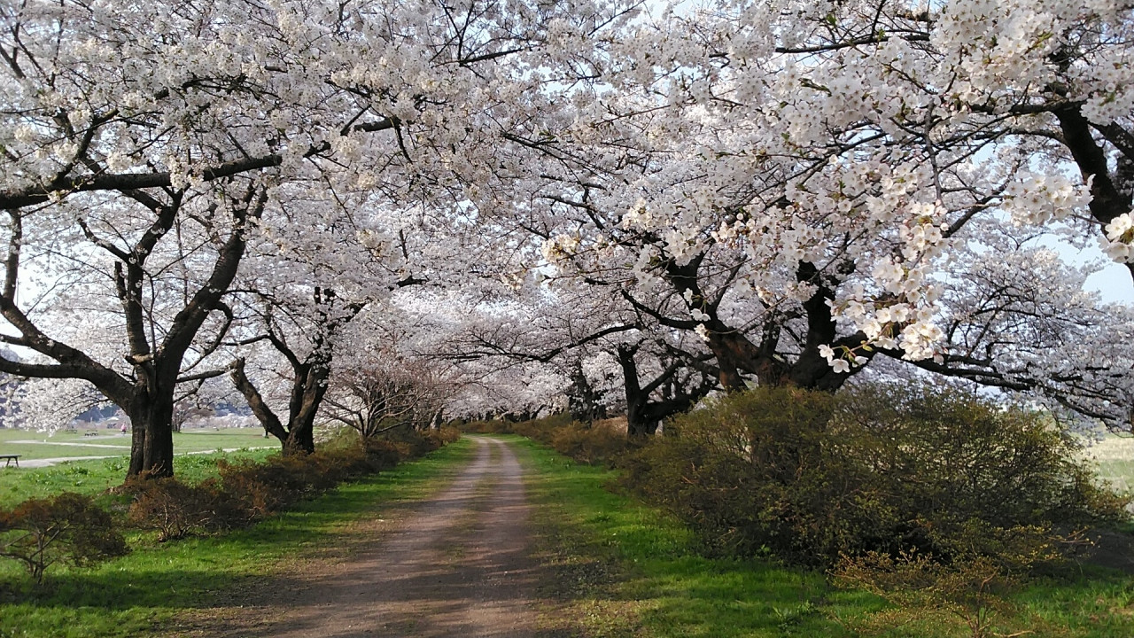 北上展勝地の桜