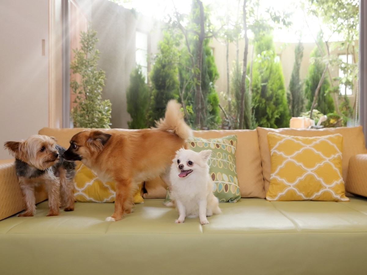 【鴨川・勝浦】でペットと一緒にゆったり過ごそう♡3929471