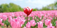 【広島】色とりどりの花に癒やされる♡美しい花が鑑賞できる観光スポット8選