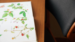 アジアオリエンタル (2)