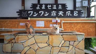 ペット同伴可 / 21