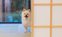 【関西】ペット同伴可♪愛犬と泊まれるホテル・旅館おすすめ15選