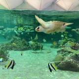 大迫力のショーに驚き！
「鴨川シーワールド」 / 2