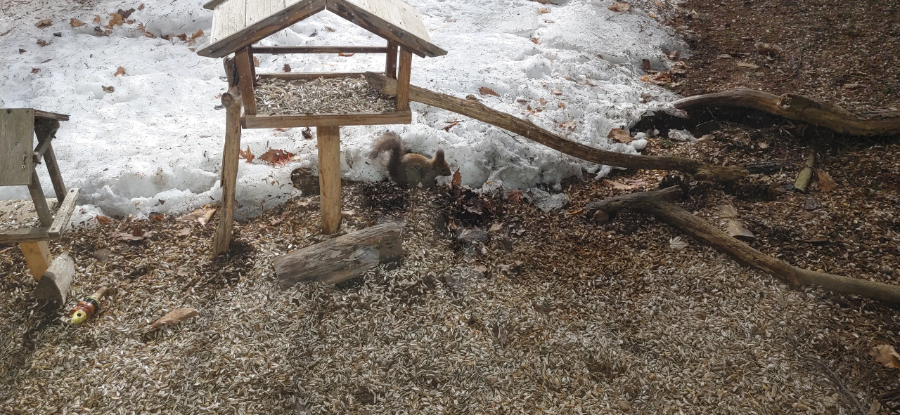 リスがきていました