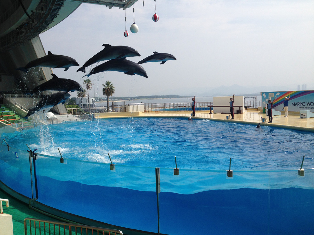 マリンワールド海の中道のイルカショー