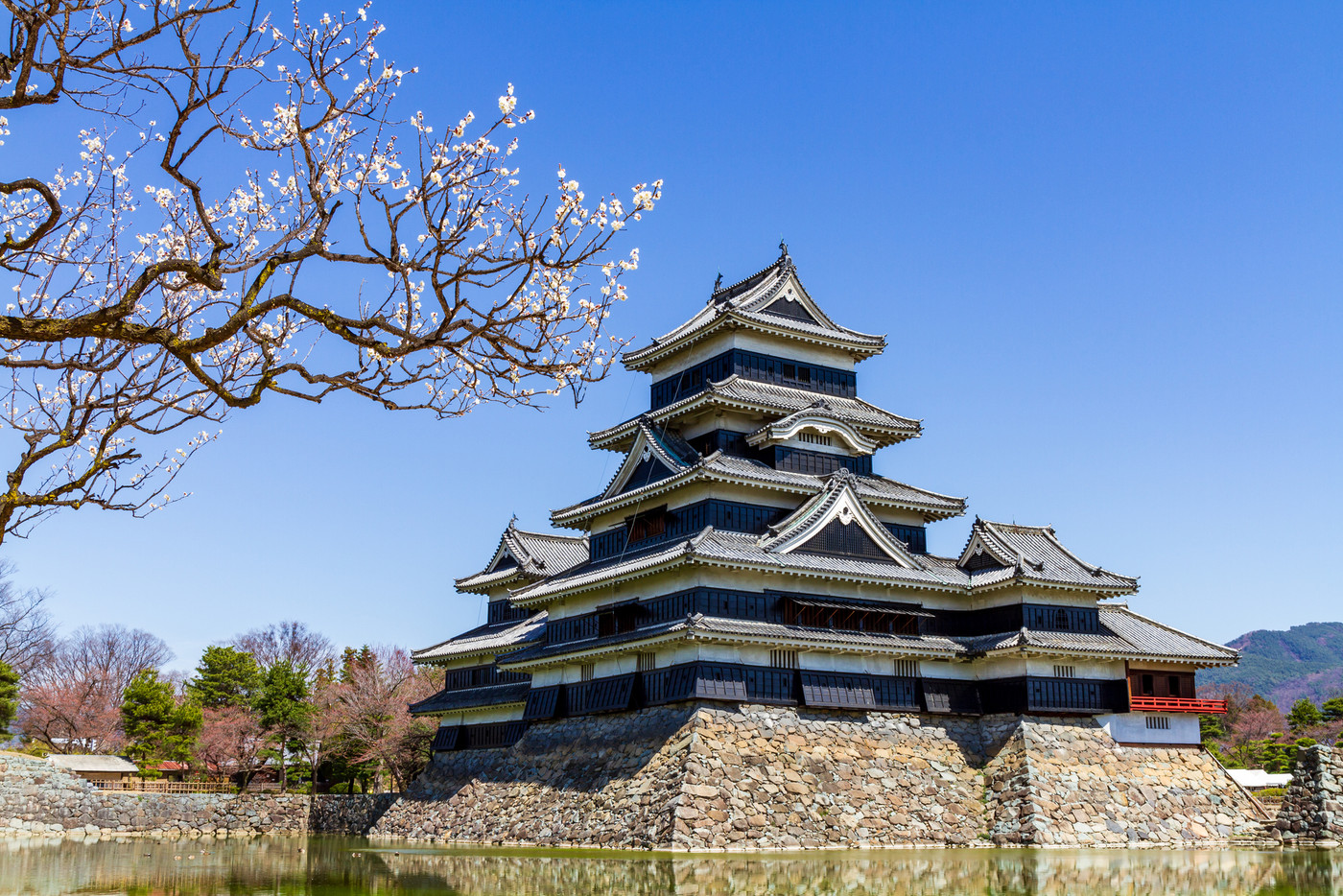 梅の花と松本城 長野県松本市