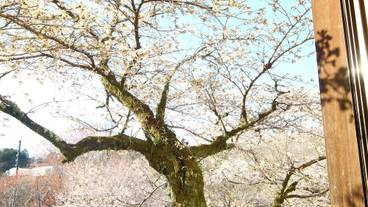 レストラン / 11