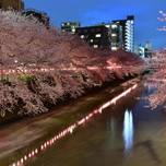 夜でも桜が楽しめる！夜桜＆ライトアップされる東京の名所10選