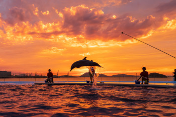 Let's go see the romantic sunset dolphin show 3418042