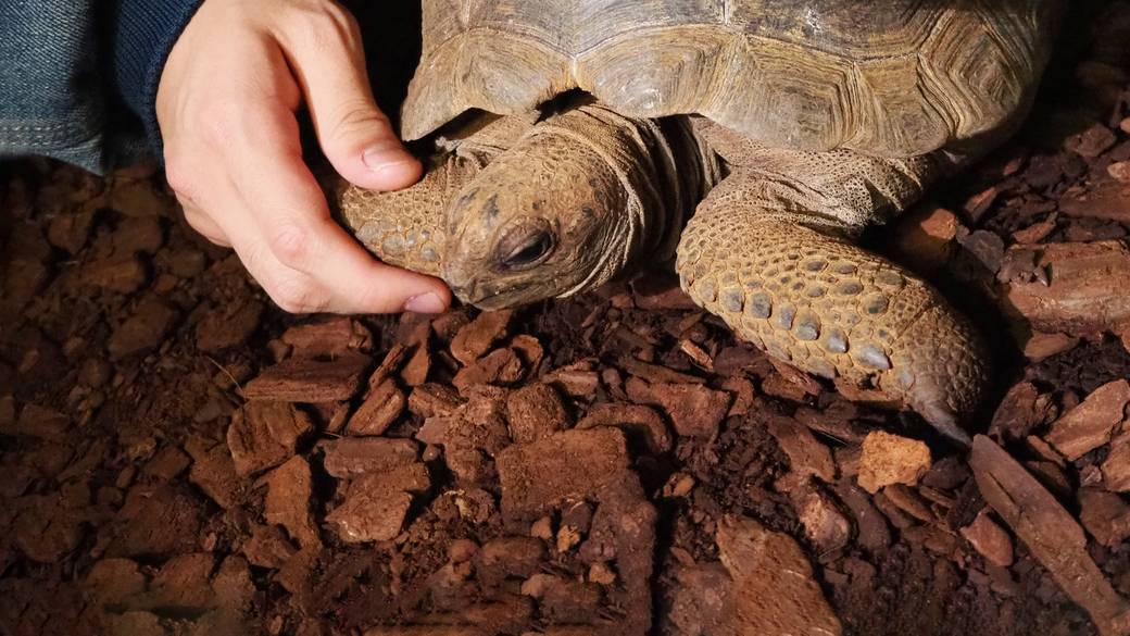 体感型動物園iZooで
驚きのふれあい体験 / 1
