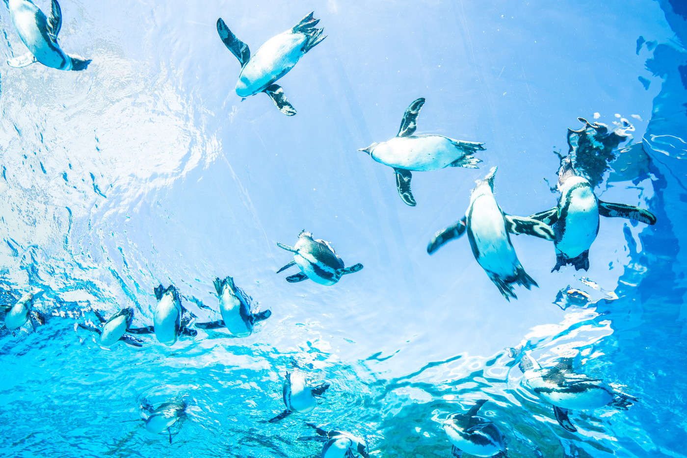 サンシャイン水族館の天空のペンギン
