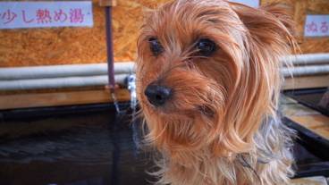 ペット同伴可 / 20