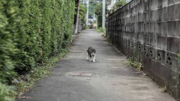 ストリート ビュー / 7