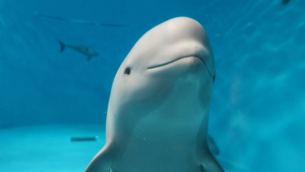 みやじマリン 宮島水族館 / 5