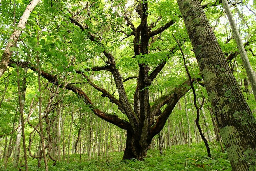 ノンノの森 森林セラピー体験(※イメージ)