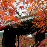 福岡でしか見られない秋の絶景。おすすめ紅葉名所9選