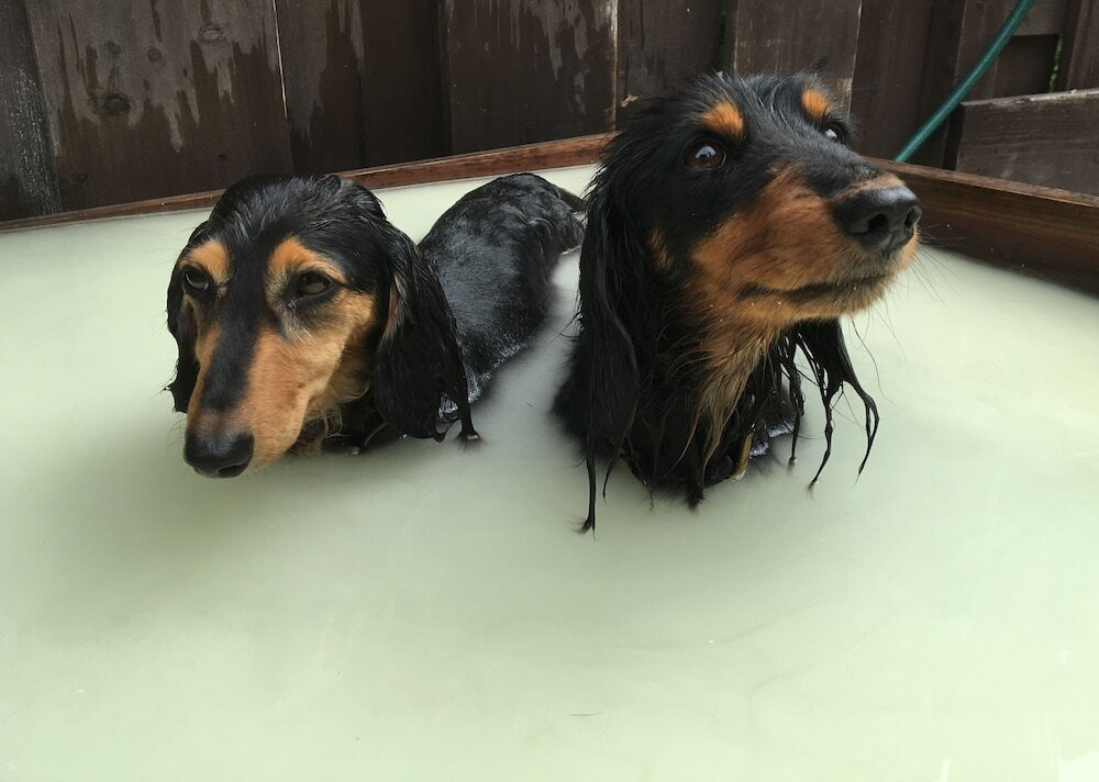 ペット用設備・サービス