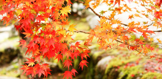 紅葉特集【2016年版】