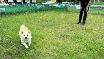 ペット用設備・サービス / 1