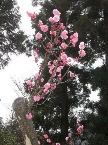 神秘が宿る神々の山。不思議がいっぱいの弥山725299