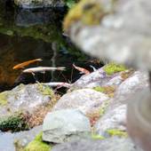 芦之湯温泉 美肌の湯 きのくにや（本館）（神奈川県 旅館） / 5