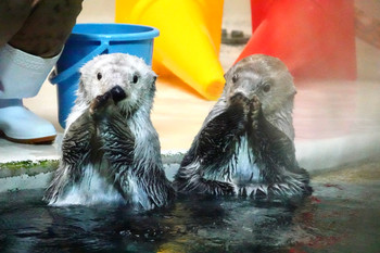 [Animals] Toba Aquarium Sea Otter