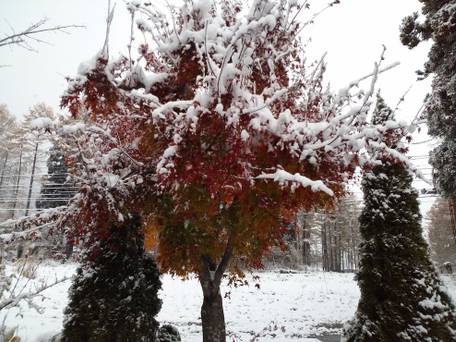 ロッジ 岳友荘 / 5