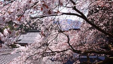 部屋からの景観 / 19