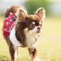 【愛犬のしっぽも揺れる旅】ペットも安心♪シンプルステイ《朝食付き》 | サンメンバーズひるがの