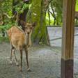 奈良・春日奥山 月日亭