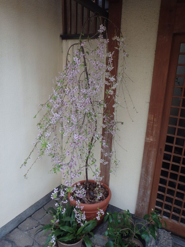 外観の詳細