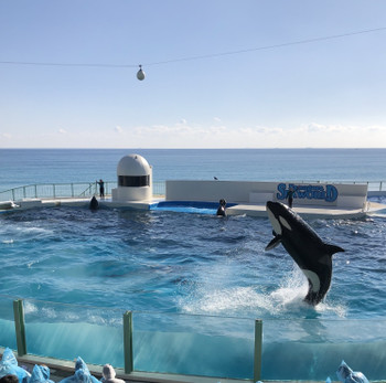 Killer whale show at Kamogawa Sea World