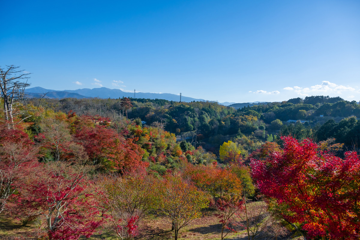 修善寺自然公園 もみじ林